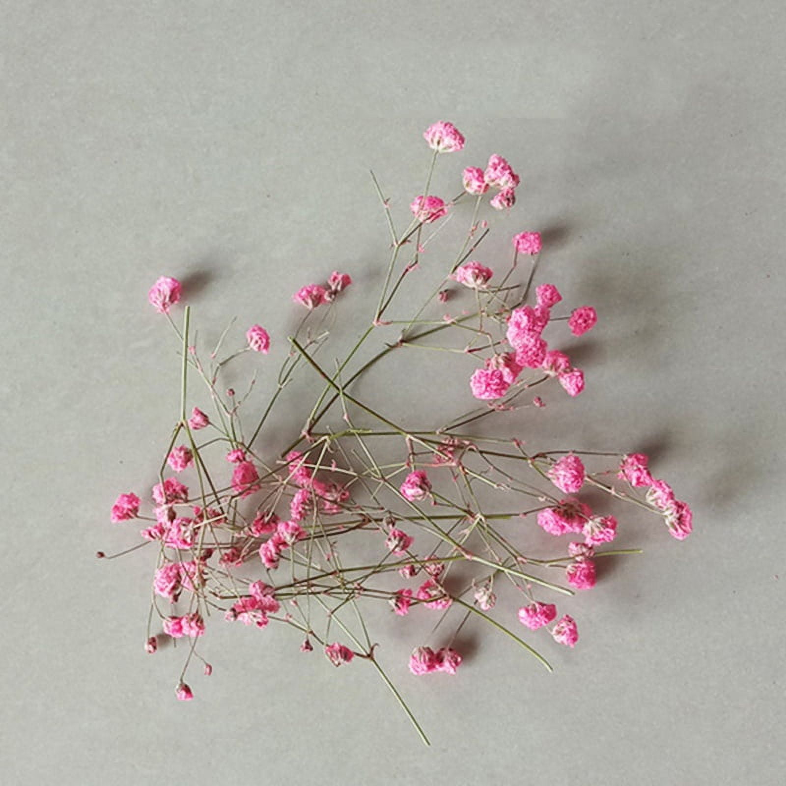 Natural Dried Flower Set Used to Make Candles Resin Ornaments