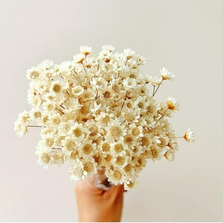 pantydoropper × uncrowd Dry flower white pantydoropper × uncrowd Dry flower white