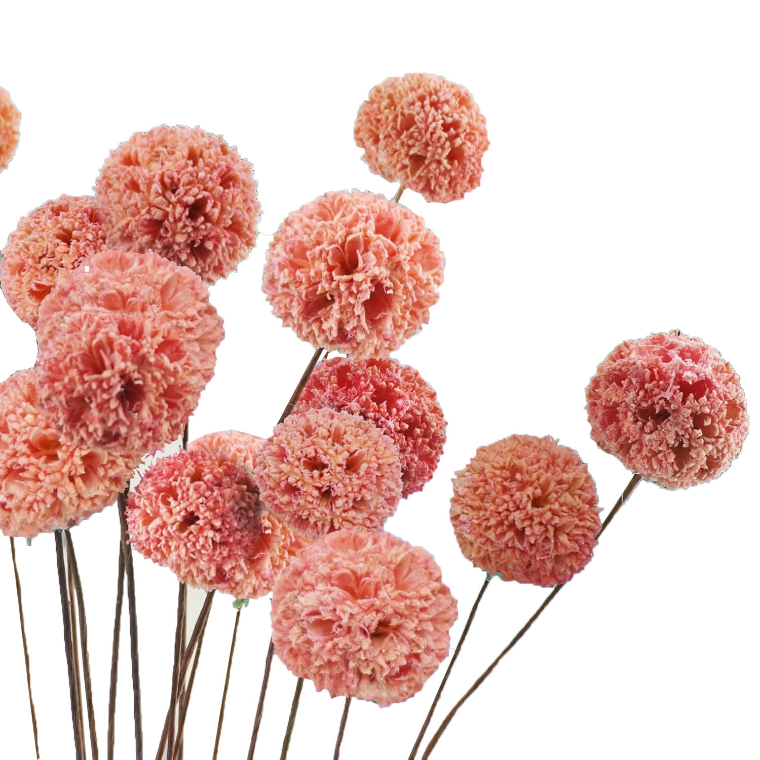 20x Craspedia Billy Balls Getrocknet - Natürliche Trockenblumen 43cm Für Deko