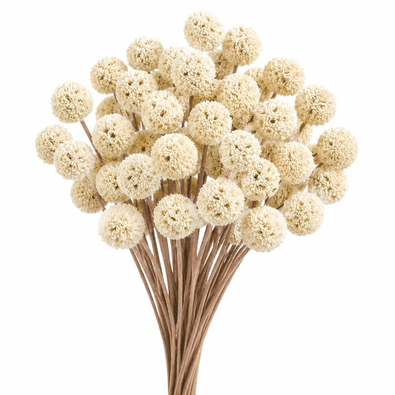 Natural Dried White Craspedia Billy Balls Flowers, 17'' Real Plants