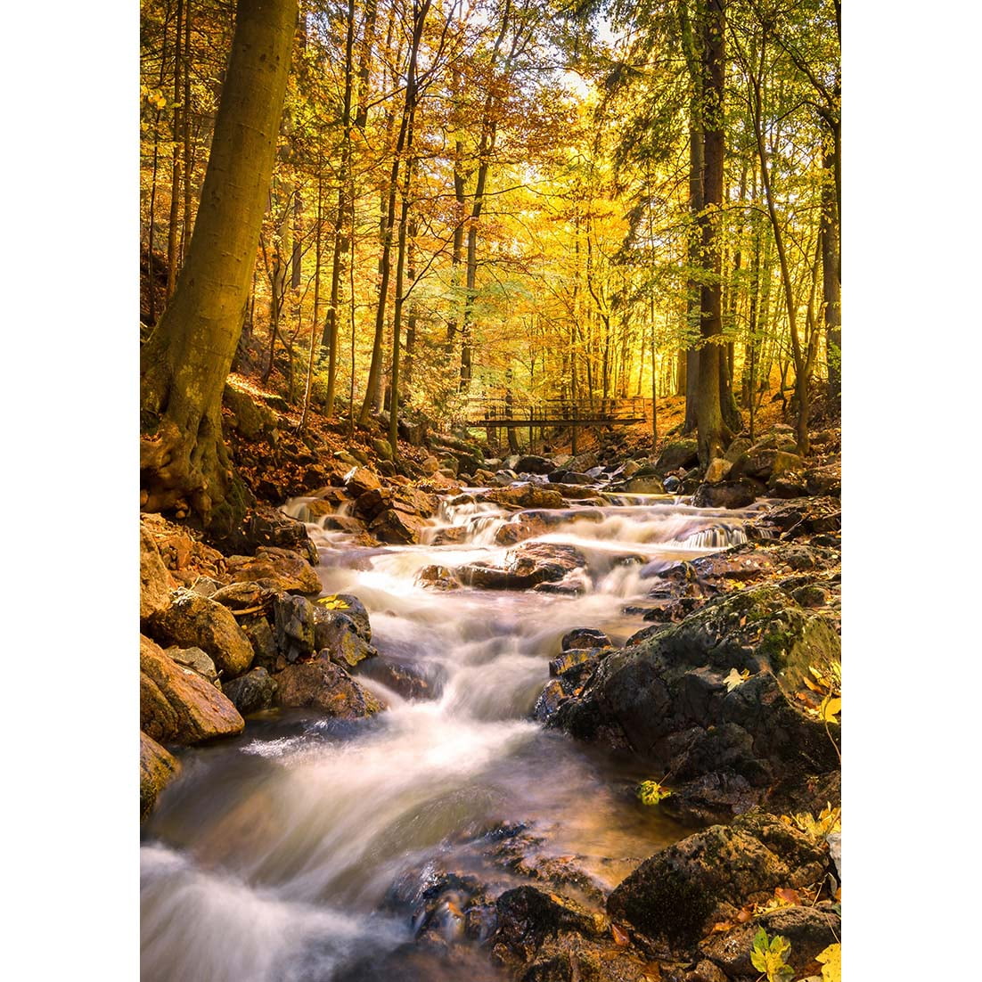 Natural Forest Path Photography Backgrounds Green Leaves Scenic Field ...