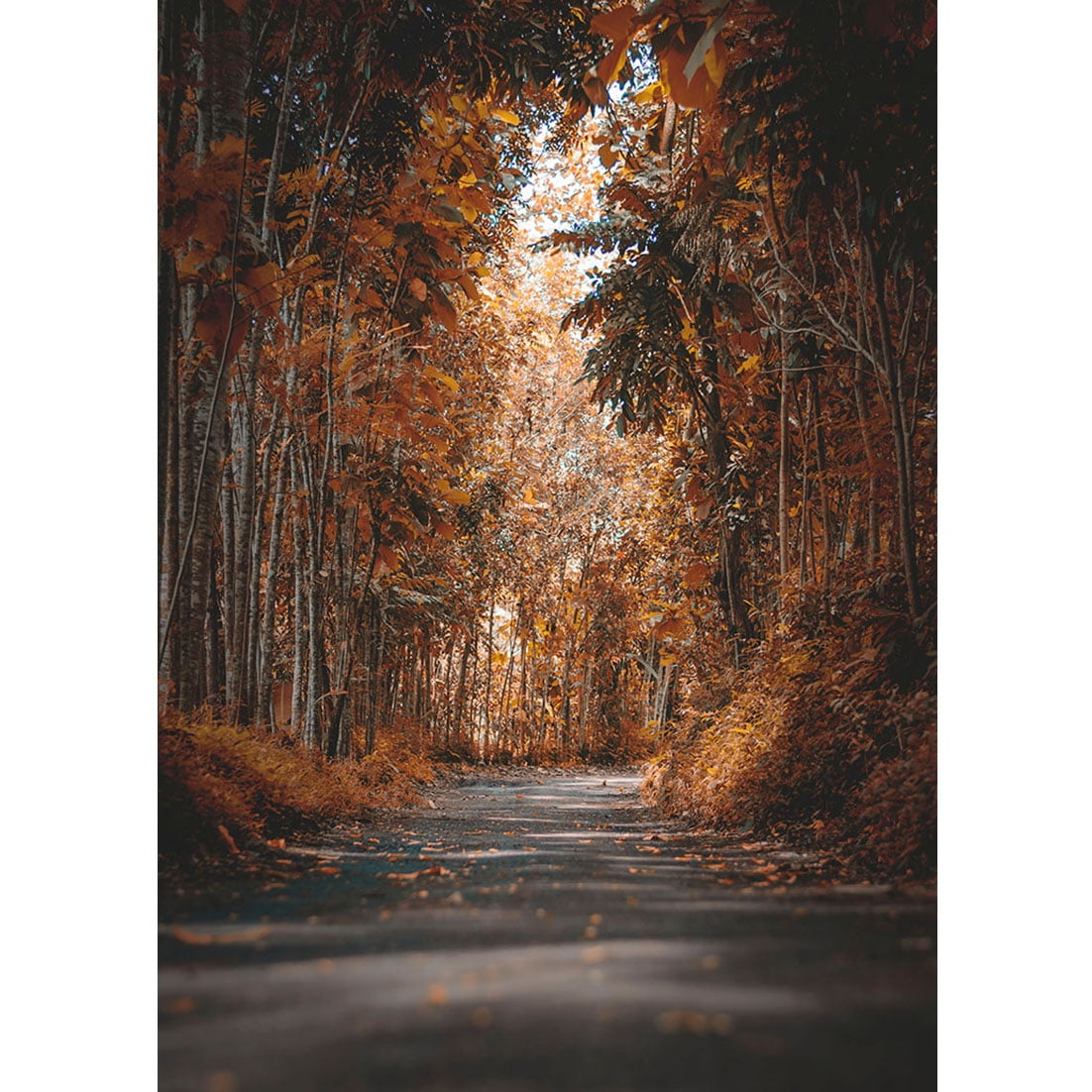 Natural Forest Path Photography Backgrounds Green Leaves Scenic Field ...