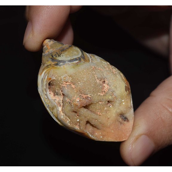 Natural Fossil Snail Druzy Agate, Natural Shell Loose Gemstone 113.00 Cts