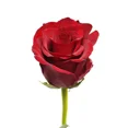thumbnail image 1 of Natural Fresh Flowers Explorer Roses, 1 of 9