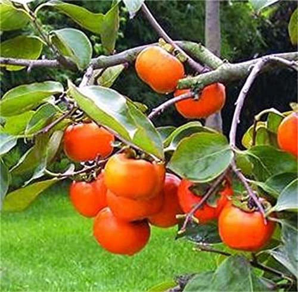 Natural Fruit Seeds Persimmon Tree Seeds 10Pcs Persimmon Seeds - image 1 of 3
