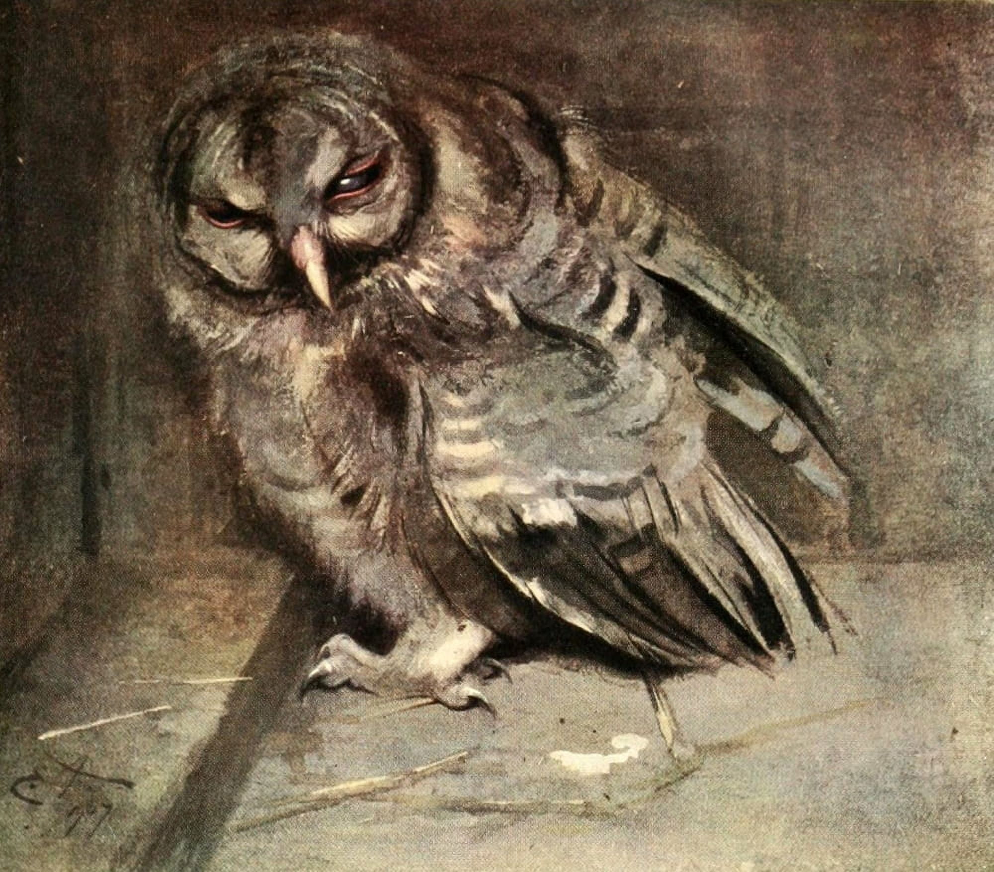 Natural Hist of Highlands 1919 Young Brown Owl Canvas Art - E Alexander (18 x 24)