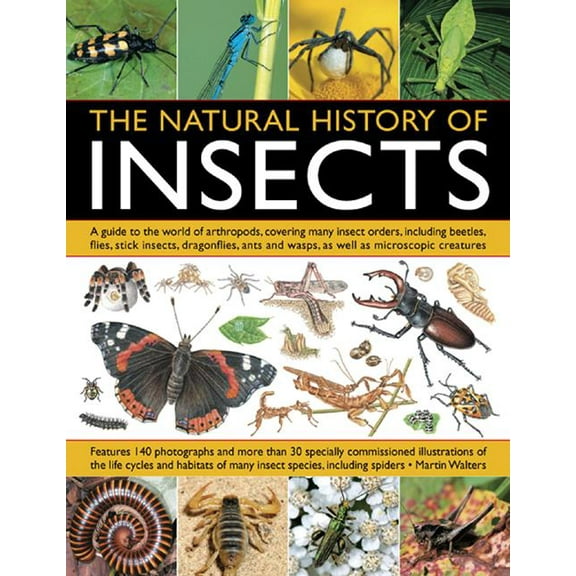 The Natural History Of Insects : A Guide to the World of Arthropods, Covering Many Insect Orders, Including Beetles, Flies, Stick Insects, Dragonflies, Ants and Wasps, as well as Microscopic Creatures (Paperback)