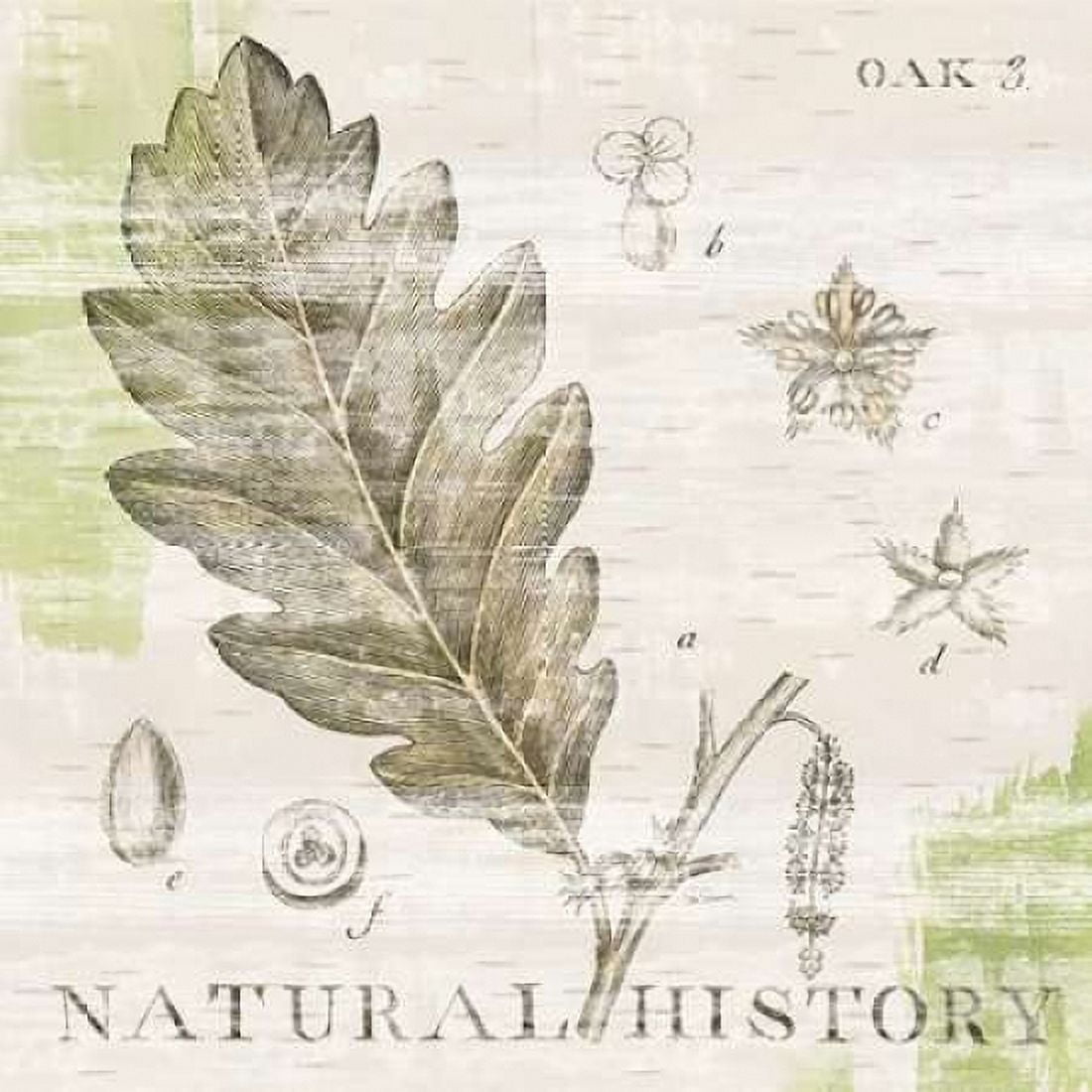 Natural History Oak III Canvas Art - Sue Schlabach (24 x 24)