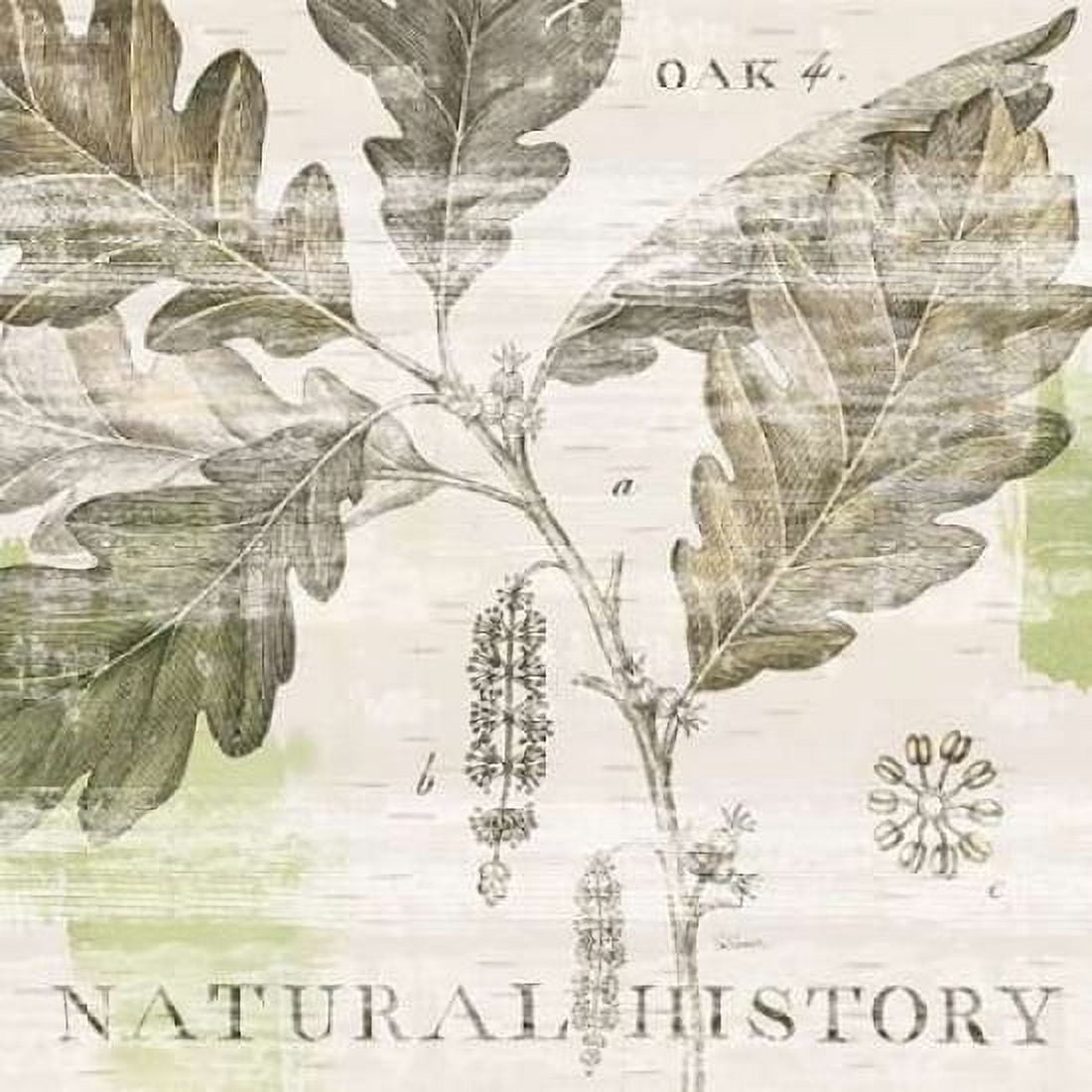 Natural History Oak IV Canvas Art - Sue Schlabach (24 x 24)