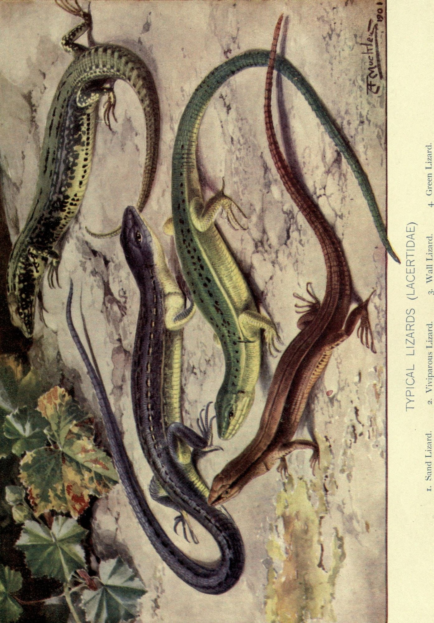 Natural History of Animals 1903 Lizards Canvas Art - Louis Fairfax Muckly (24 x 36)