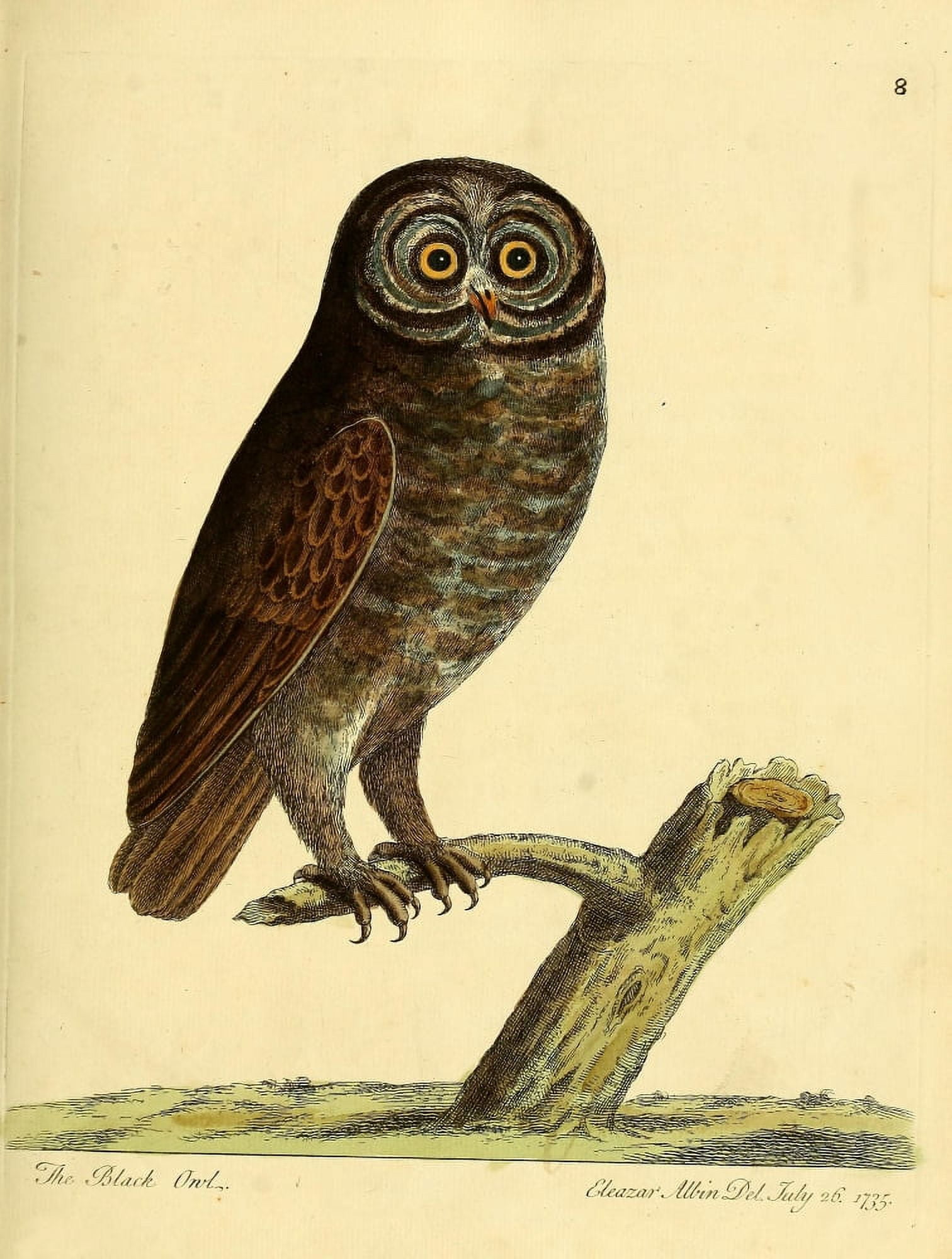 Natural History of Birds 1738 Black Owl Canvas Art - Eleazar Albin (18 x 24)