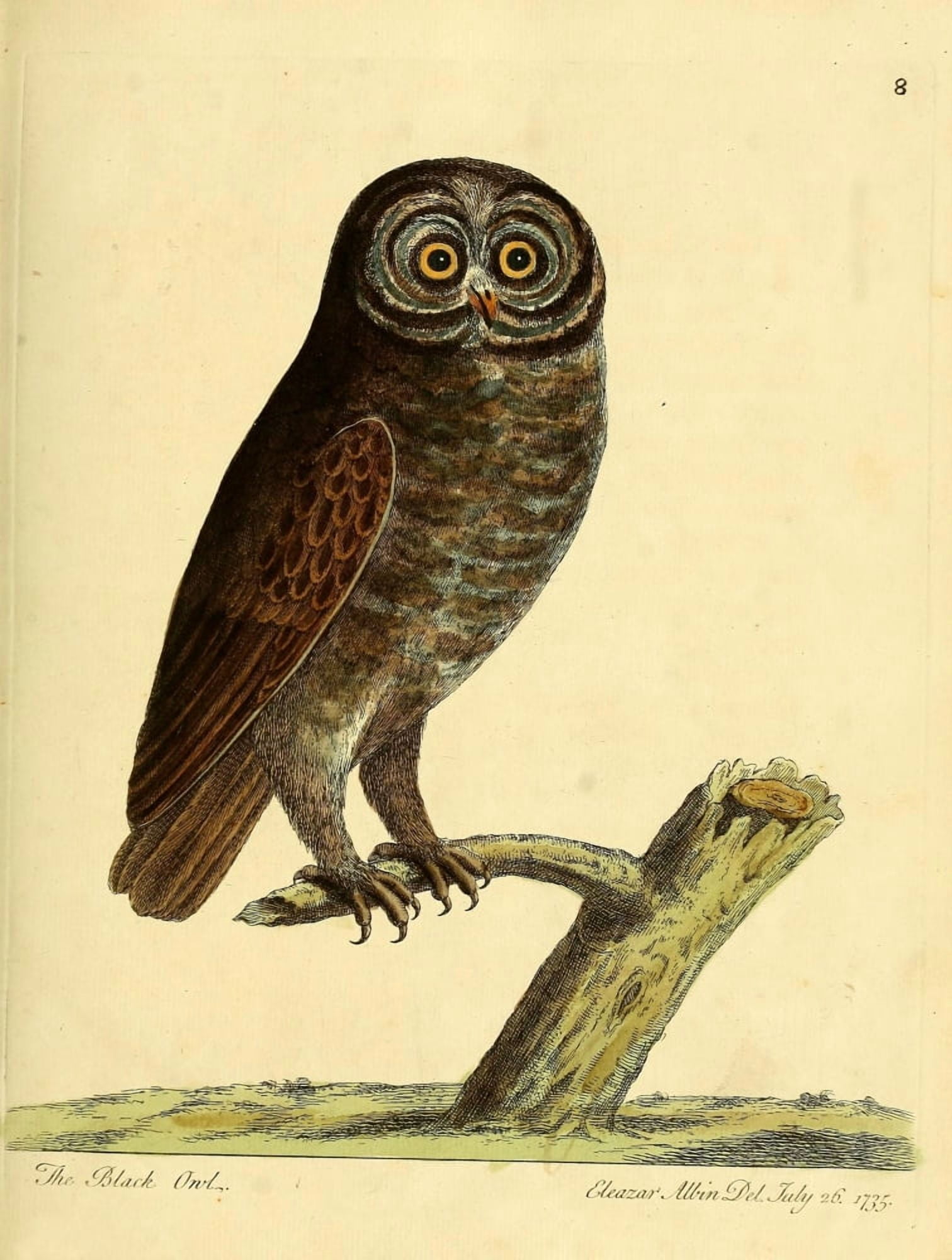 Natural History of Birds 1738 Black Owl Canvas Art - Eleazar Albin (24 x 36)