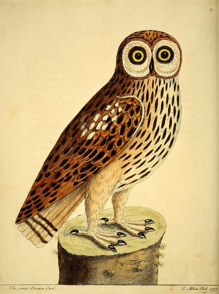 Natural History of Birds 1738 Brown Owl Canvas Art - Eleazar Albin (24 x 36)