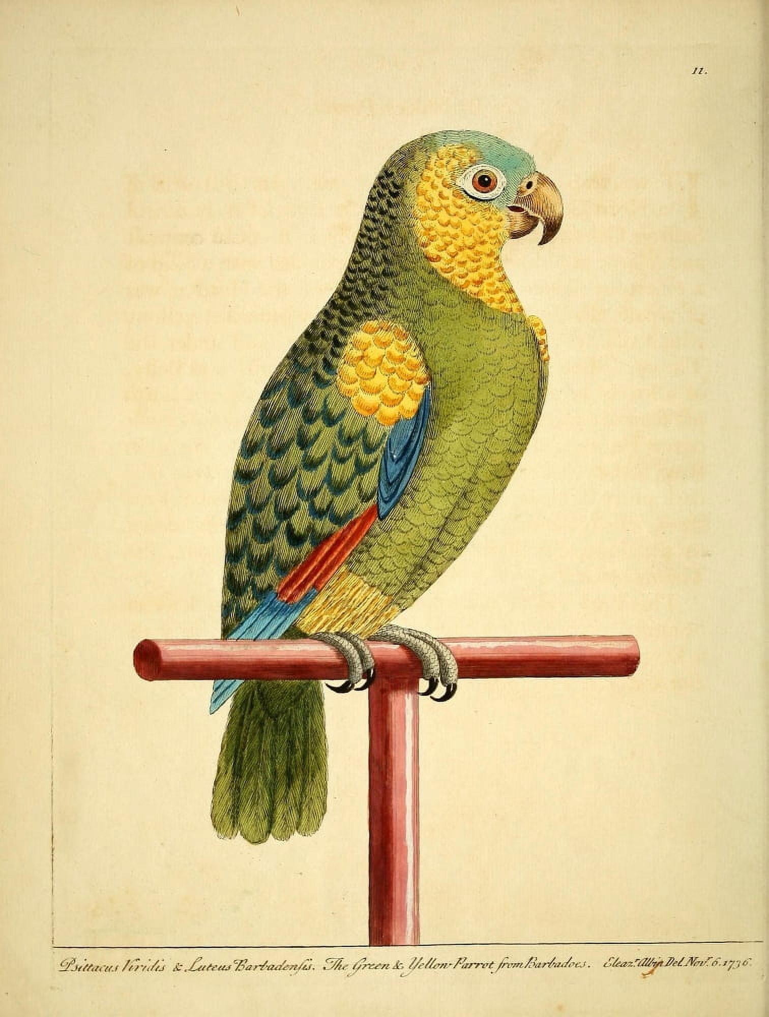 Natural History of Birds 1738 Green & Yellow Parrot Canvas Art - E Albin (18 x 24)