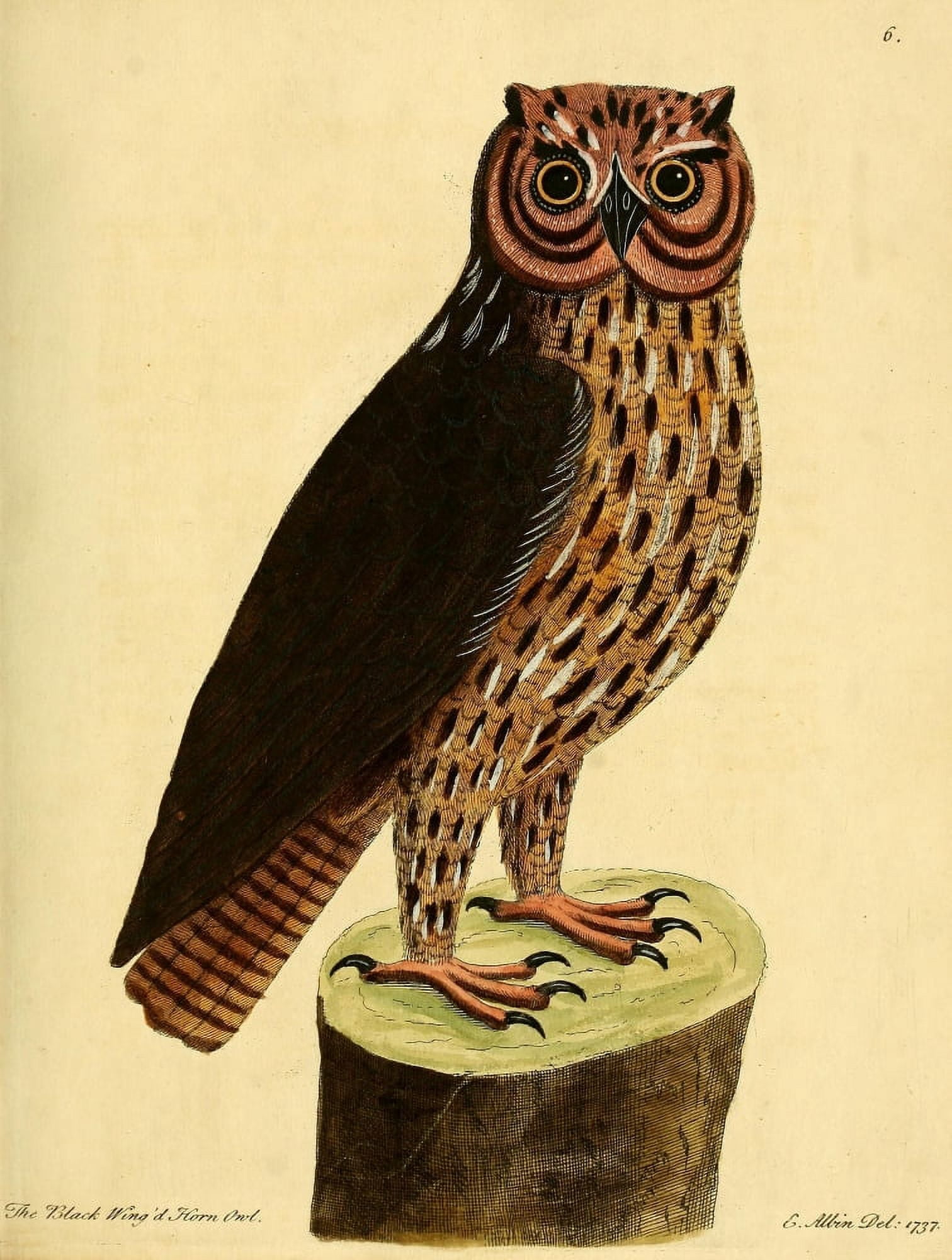 Natural History of Birds 1738 Horned Owl Canvas Art - Eleazar Albin (24 x 36)