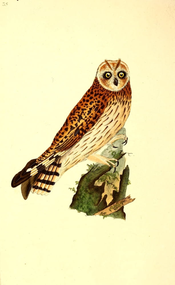 Natural History of British Birds 1794 Short-eared Owl Canvas Art - E Donovan (24 x 36)