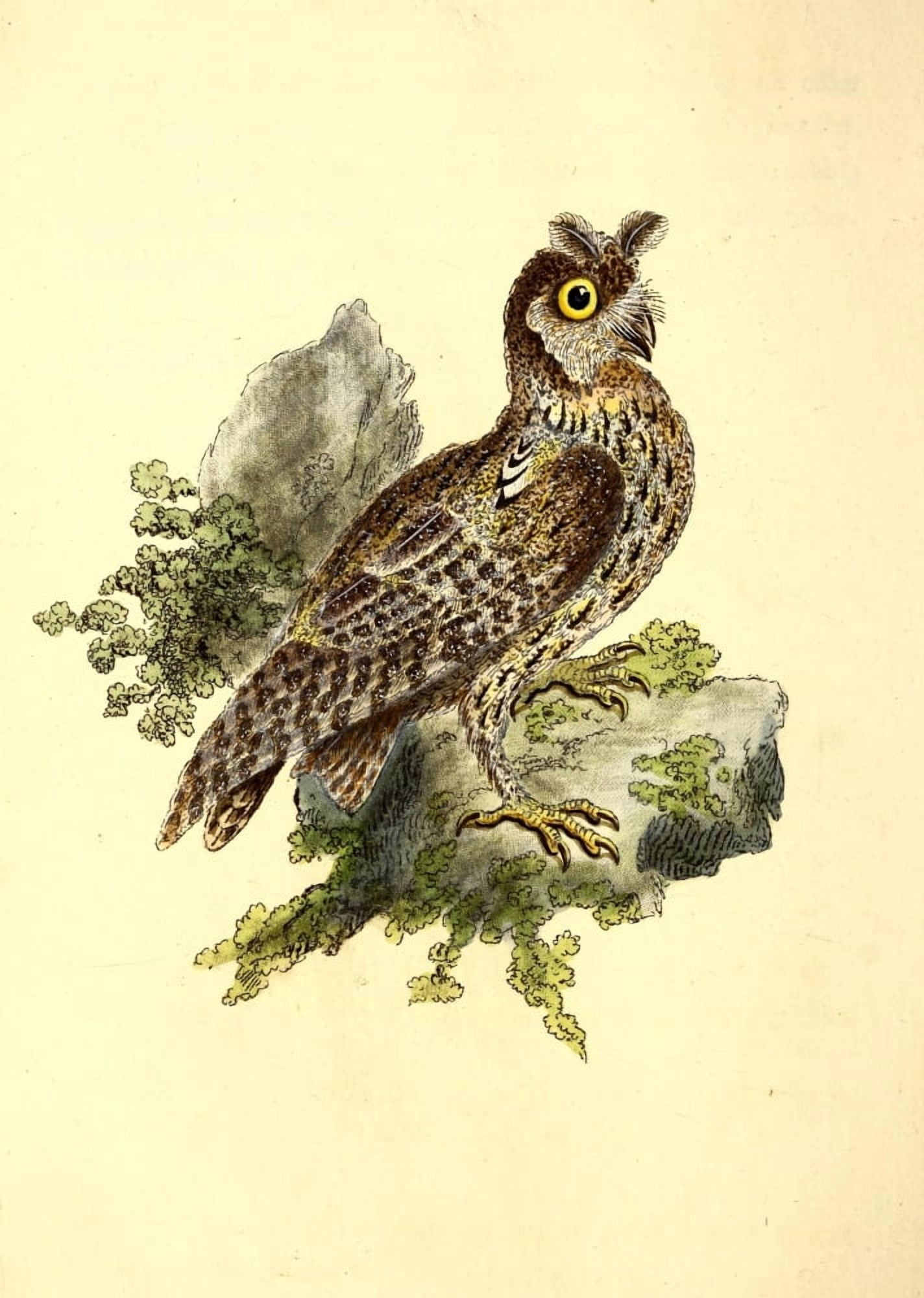 Natural History of British Birds 1794 Siberian-eared Owl Canvas Art - E Donovan (18 x 24)