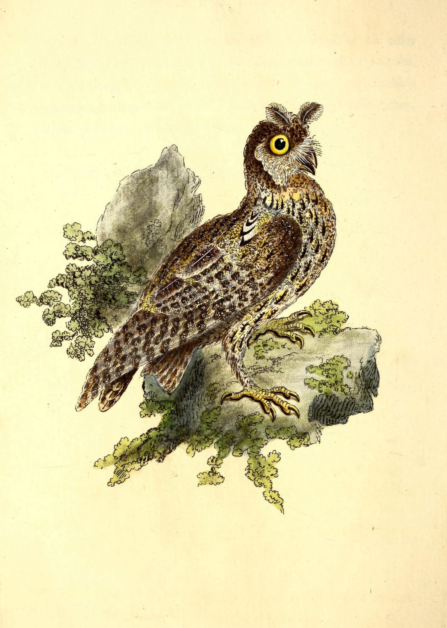 Natural History of British Birds 1794 Siberian-eared Owl Canvas Art - E Donovan (24 x 36)