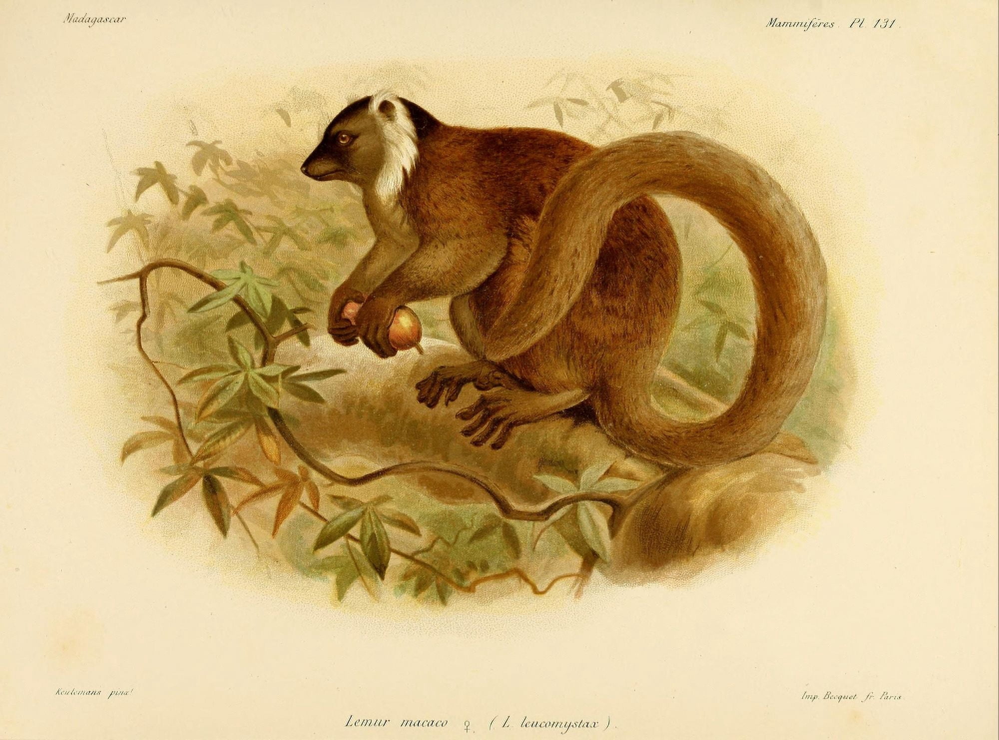 Natural History of Madagascar 1885 Black Lemur Canvas Art - JG Keulemans (18 x 24)