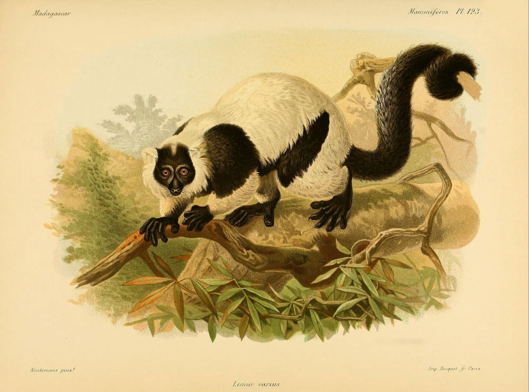 Natural History of Madagascar 1885 Black & White Ruffed Lemur Canvas Art - JG Keulemans (18 x 24)