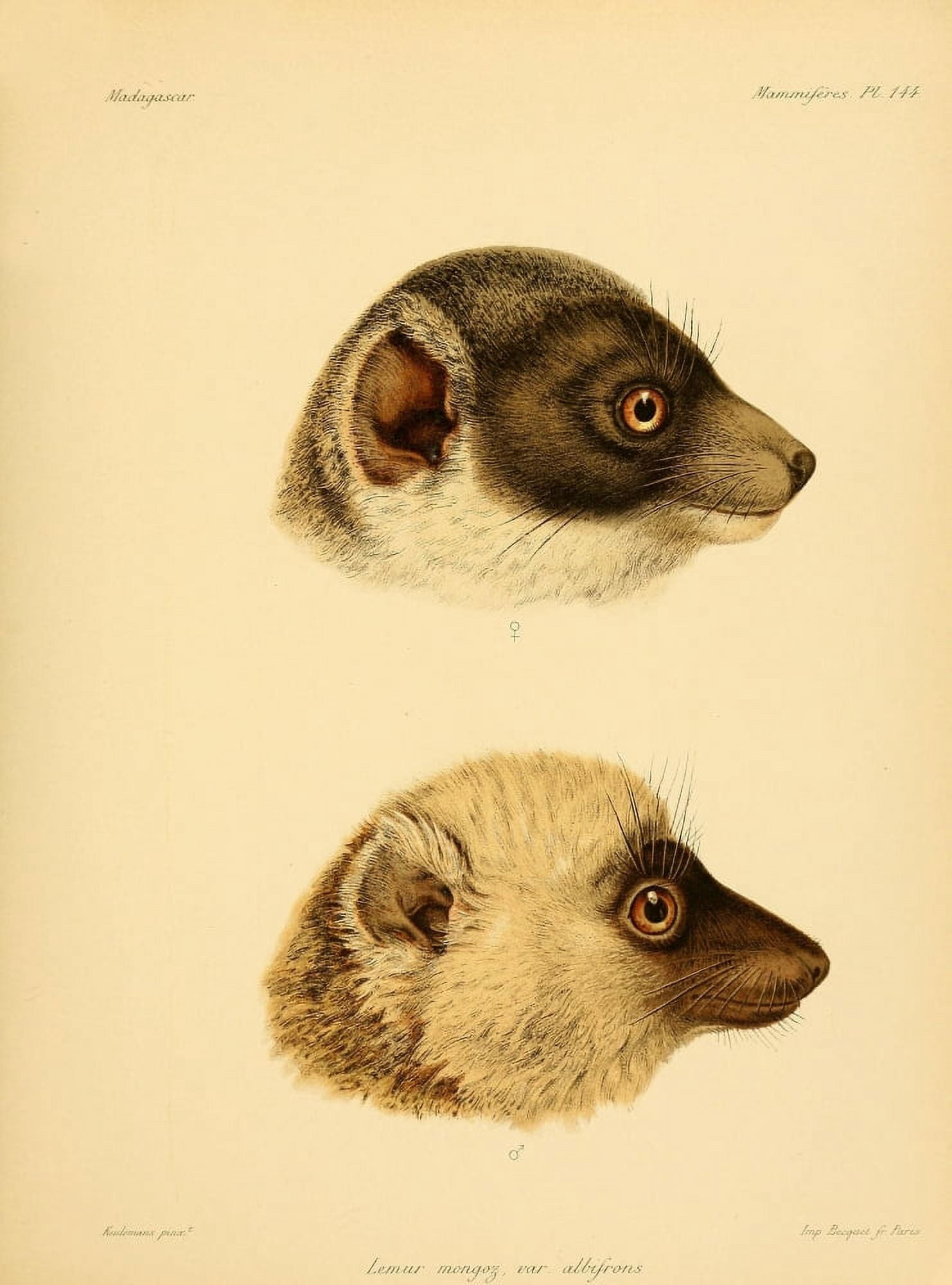 Natural History of Madagascar 1885 Lemur Canvas Art - JG Keulemans (18 x 24)