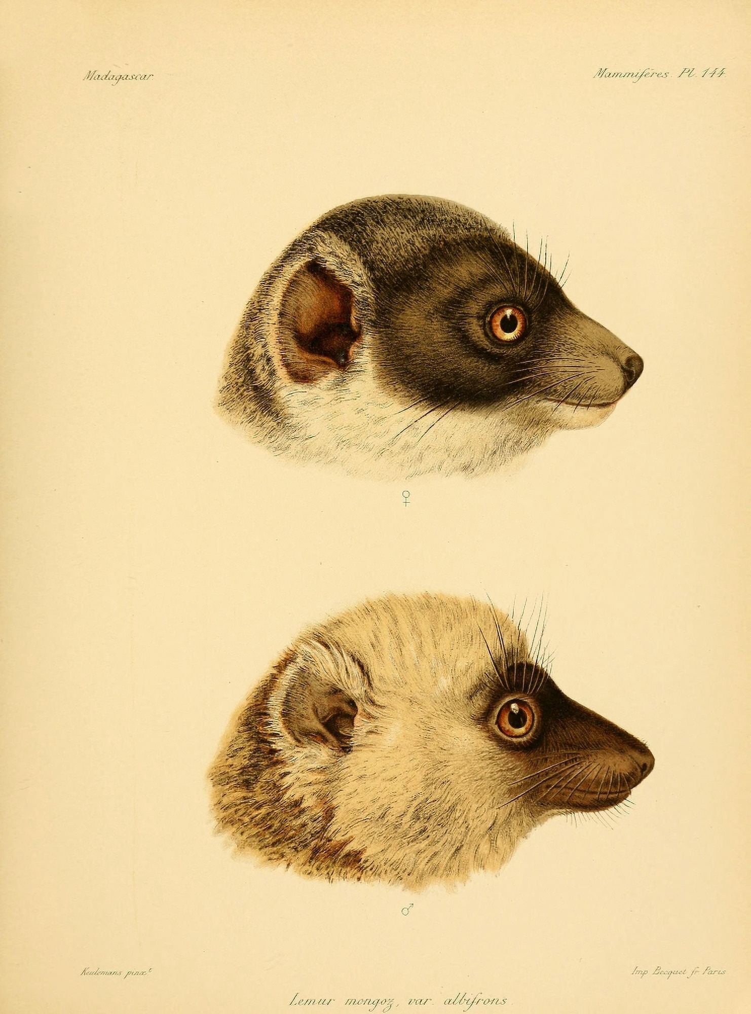 Natural History of Madagascar 1885 Lemur Canvas Art - JG Keulemans (24 x 36)