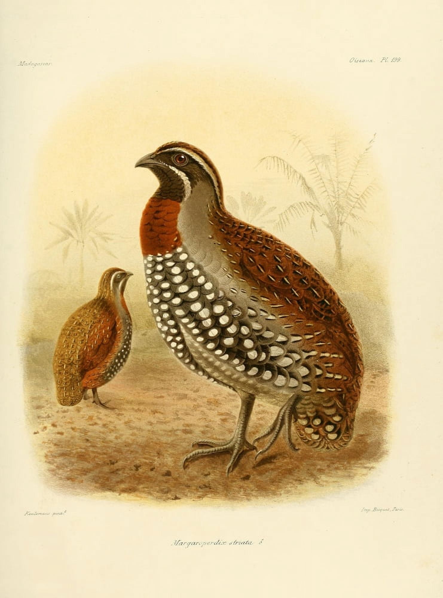 Natural History of Madagascar 1885 Margaroperdix Striata Canvas Art - JG Keulemans (24 x 36)