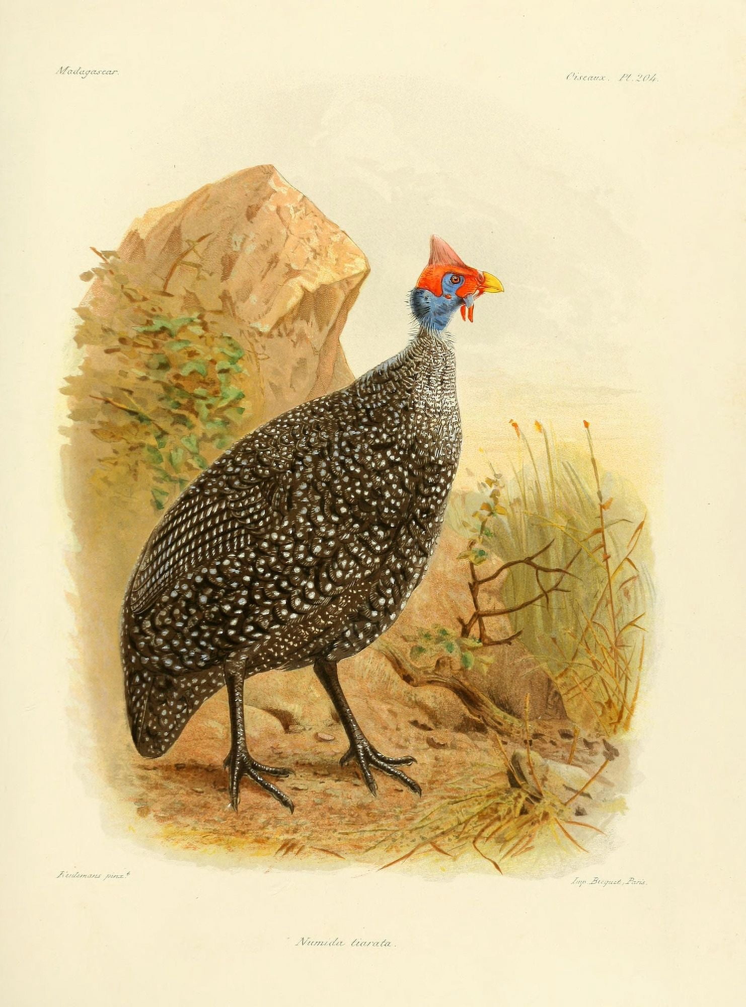 Natural History of Madagascar 1885 Numida Tiarata Canvas Art - JG Keulemans (24 x 36)