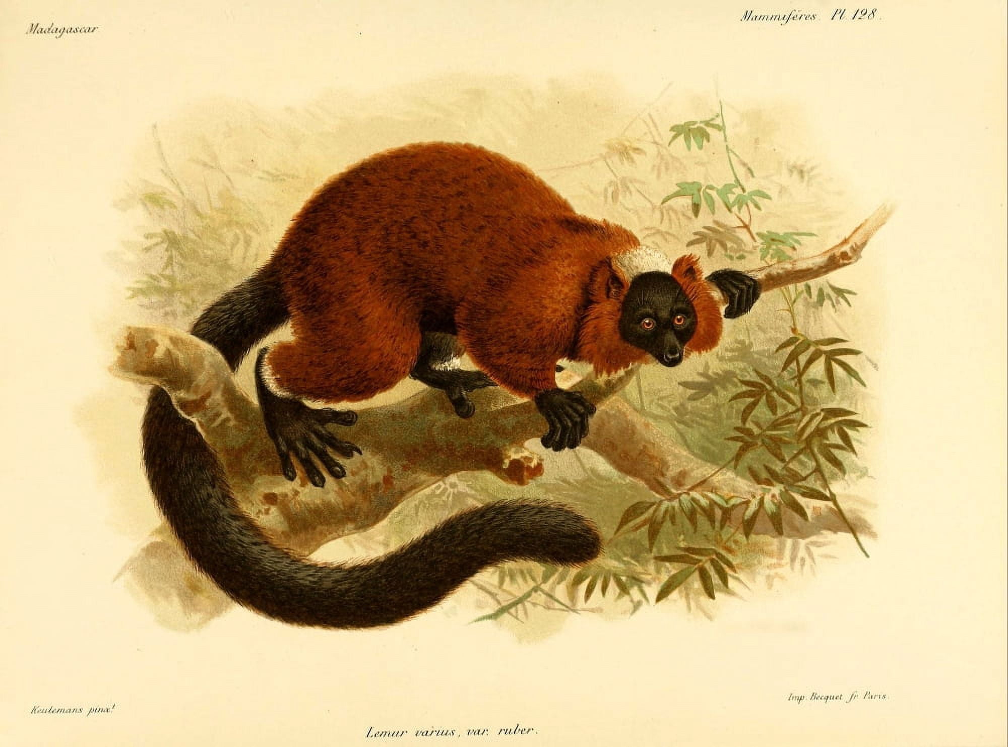 Natural History of Madagascar 1885 Red-ruffed Lemur 1 Canvas Art - JG Keulemans (18 x 24)