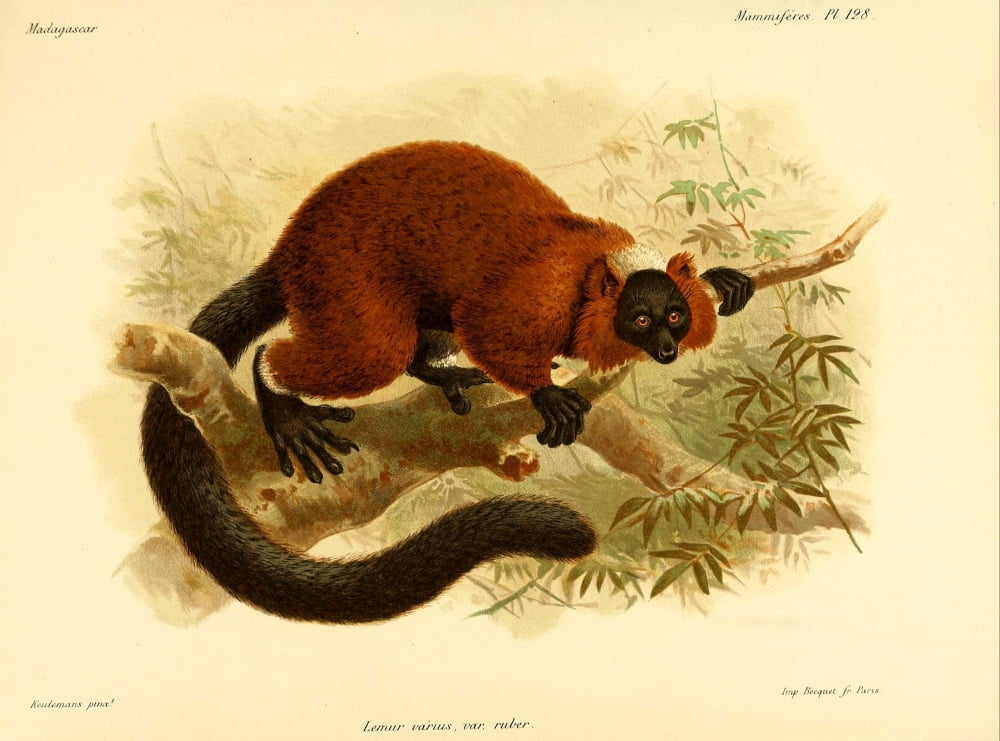 Natural History of Madagascar 1885 Red-ruffed Lemur 1 Canvas Art - JG Keulemans (24 x 36)