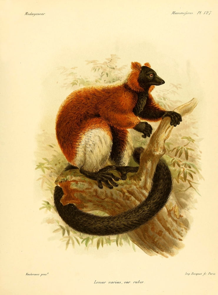 Natural History of Madagascar 1885 Red-ruffed Lemur 2 Canvas Art - JG Keulemans (18 x 24)