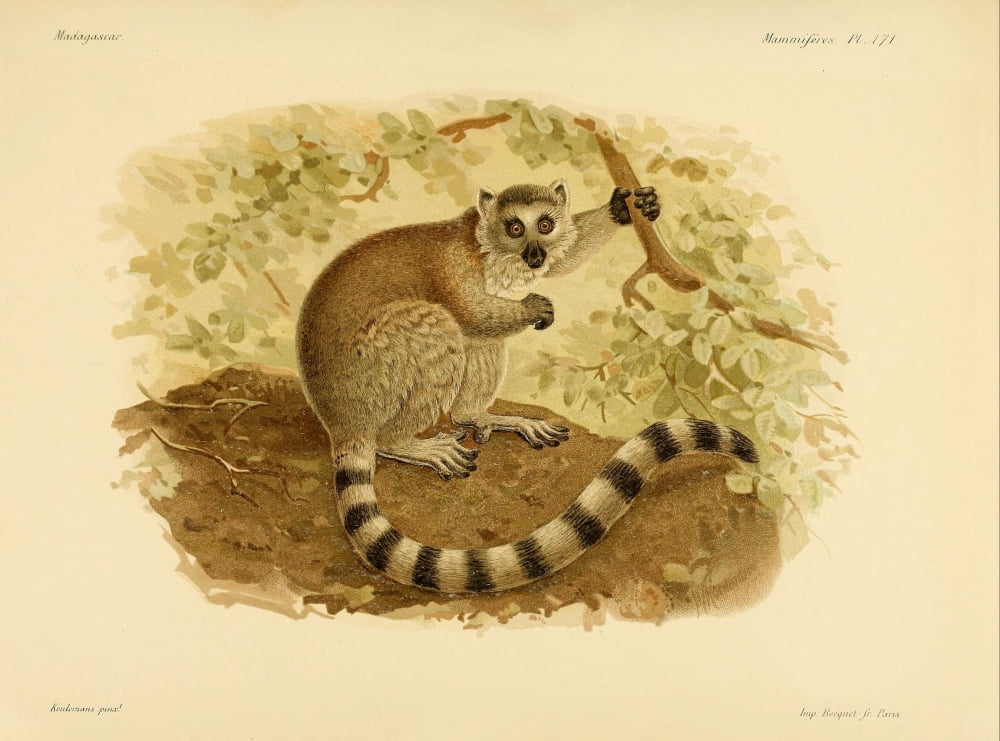Natural History of Madagascar 1885 Ring-tailed Lemur Canvas Art - JG Keulemans (18 x 24)