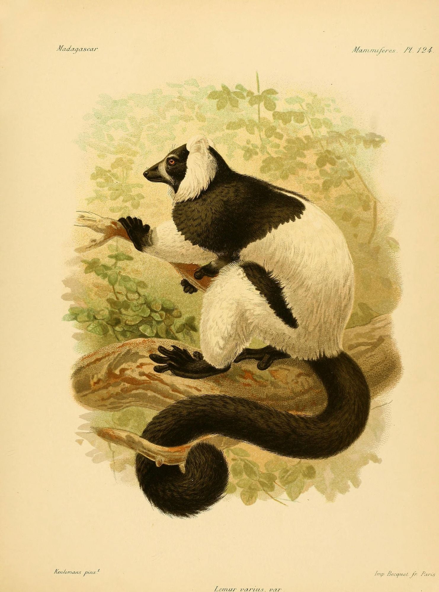 Natural History of Madagascar 1885 Ruffed Lemur Canvas Art - JG Keulemans (24 x 36)