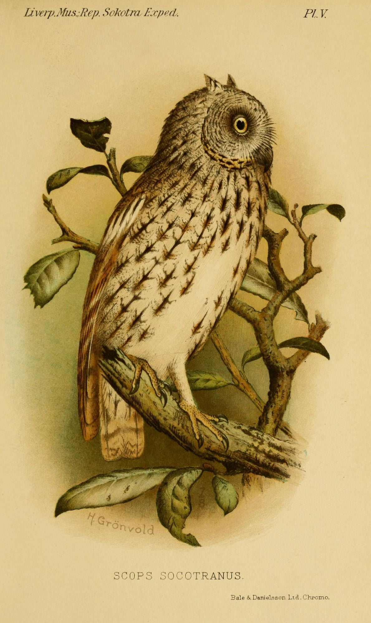 Natural History of Sokotra 1903 Scops Owl Canvas Art - Henrik Grnvold (24 x 36)