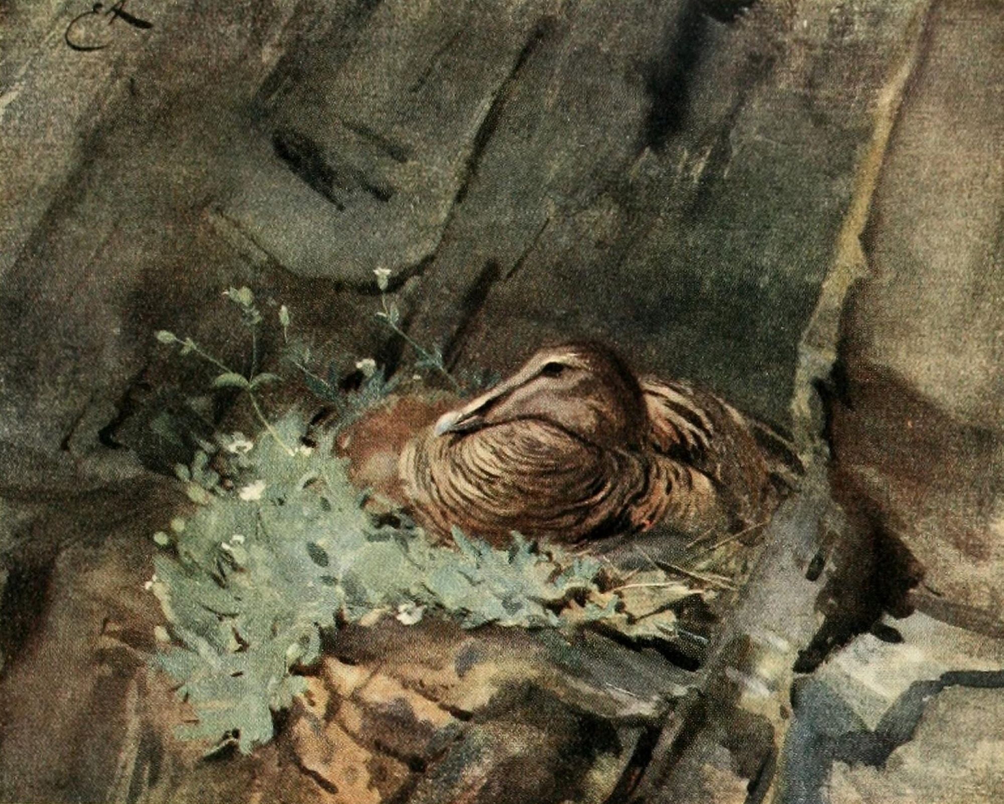 Natural History of the Highlands 1919 Eider Duck Canvas Art - E Alexander (18 x 24)
