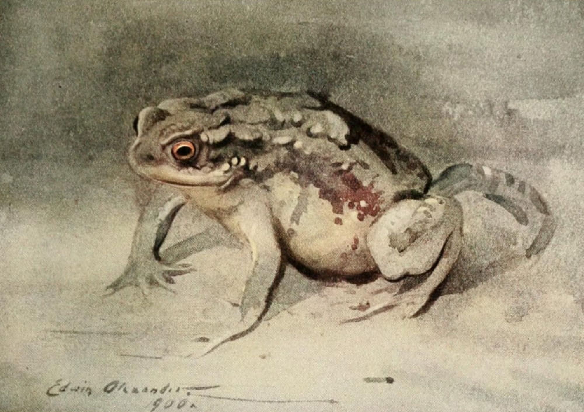 Natural History of the Highlands 1919 Toad Canvas Art - E Alexander (18 x 24)