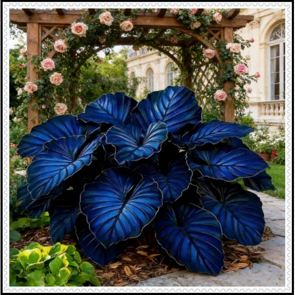 Natural Hostas — Easy to cultivate —-10 color options-- Non-GMO— For Home Landscape Decoration(Non-Artificial)