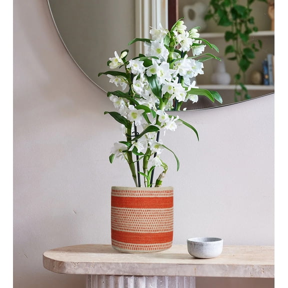 Natural Jute Large Woven Jute Storage Basket, Laundry Basket Organizer for Toys, Blanket, Clothes, Towels, Gifts | Gift Basket 12X12 Inches (Plant_3)