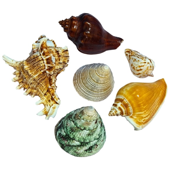 Natural Large Hermit Crab Sea Conch Set For Aquarium Accessories Beach Habitat Extra Large Seashells Random Style 5PCS
