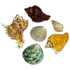 Natural Large Hermit Crab Sea Conch Set For Aquarium Accessories Beach Habitat Extra Large Seashells Random Style 5PCS