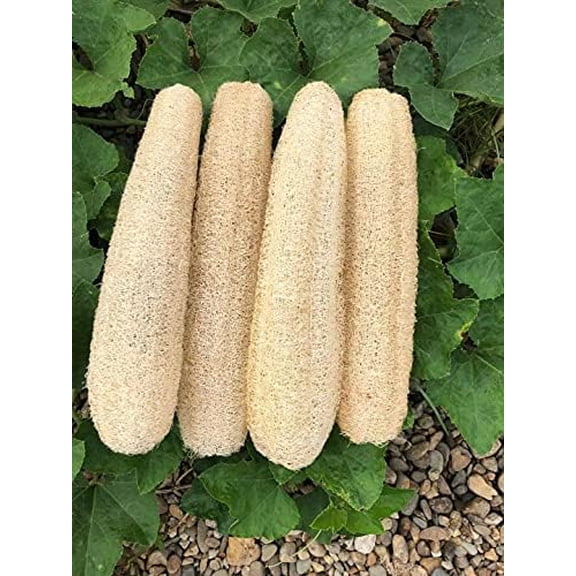 Natural Loofah Sponges Organic Luffa Bath Shower Sponge Exfoliating Body Back Scrubber for Men Women Adults SPA Beauty Bathing Daily Care - 4 PCS