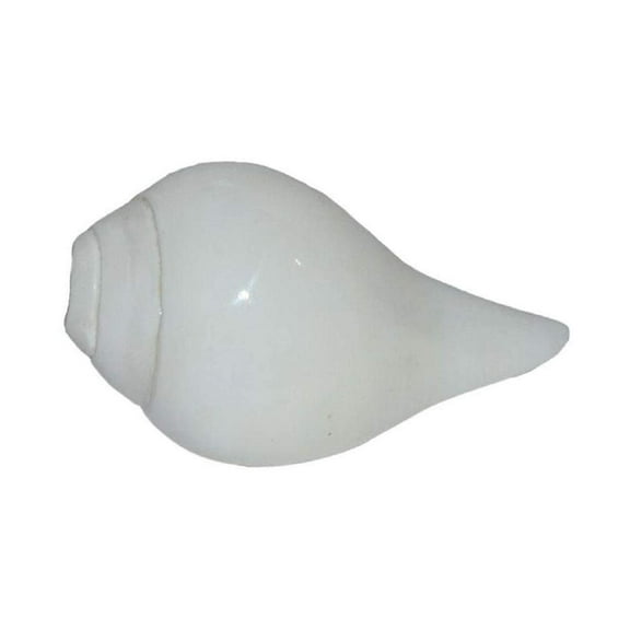 Natural Loud Blowing Shankh, Big Size 5 Inch - Good Sound for Pooja, Temple, Religious Purpose, Traditional Rituals By Indian Collectible