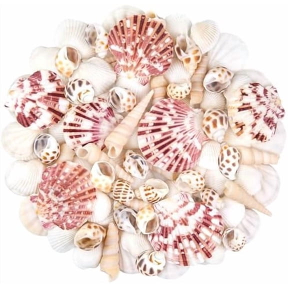 Natural Mixed Ocean Sea Shells Set, 0.8"-2.5" Assorted Scallop & Conch Shells for Beach Decor, DIY Crafts, Vase Fillers, Fish Tank, Home, Wedding & Party Decorations
