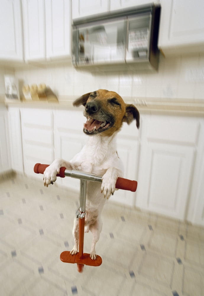 Natural Moments Photography Jack Russell Terrier On Pogostick Canvas Art - Darwin Wiggett Design Pics (22 x 32)