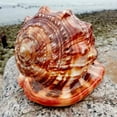 thumbnail image 1 of Natural Mouth Helmet Conch Shell Coral Sea Snail Fish Tank Ornament 1Pcs, 1 of 6