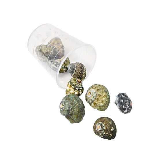 Natural Ocean Seashells Craft Set Unique Seashells Projects Crafting Shells