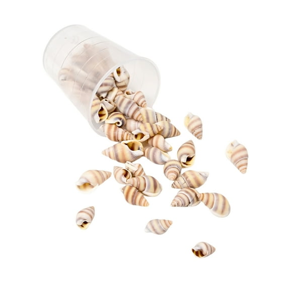 Natural Ocean Seashells Craft Set Unique Seashells Projects Crafting Shells