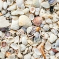 thumbnail image 1 of Natural Organic Sea Shell Mulch for Gardens and Landscaping – Decorative and Nutrient-Rich, 0.5–3-Inch Shells, Perfect for Indoor and Outdoor Use (0.3 CF - 8 L - 9 QTS), 1 of 8