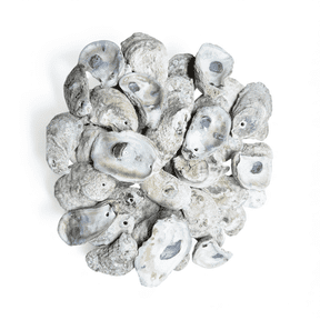 Natural Oyster Shells for Arts and Crafts with Holes at The top, Cleaned Unscented 20 Pieces per Pack. Not Polished or Sanded. Various Sizes