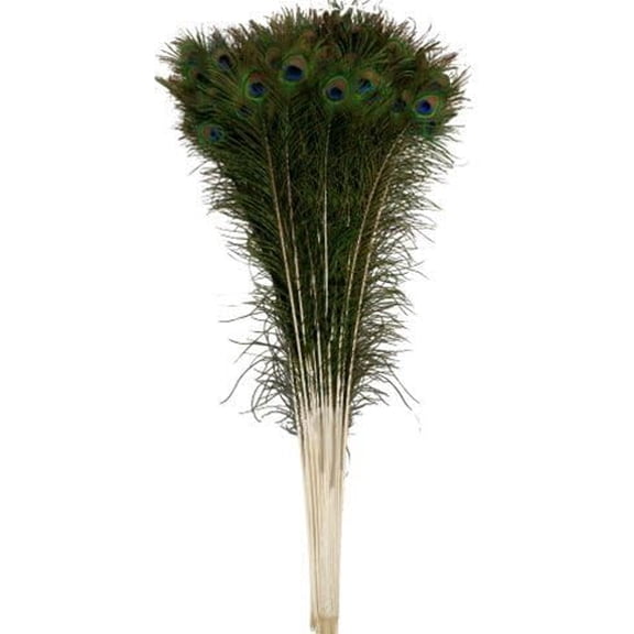 Natural Peacock Feathers 30-35 inches Long (20 pcs per Bundle)$$Art & Craft